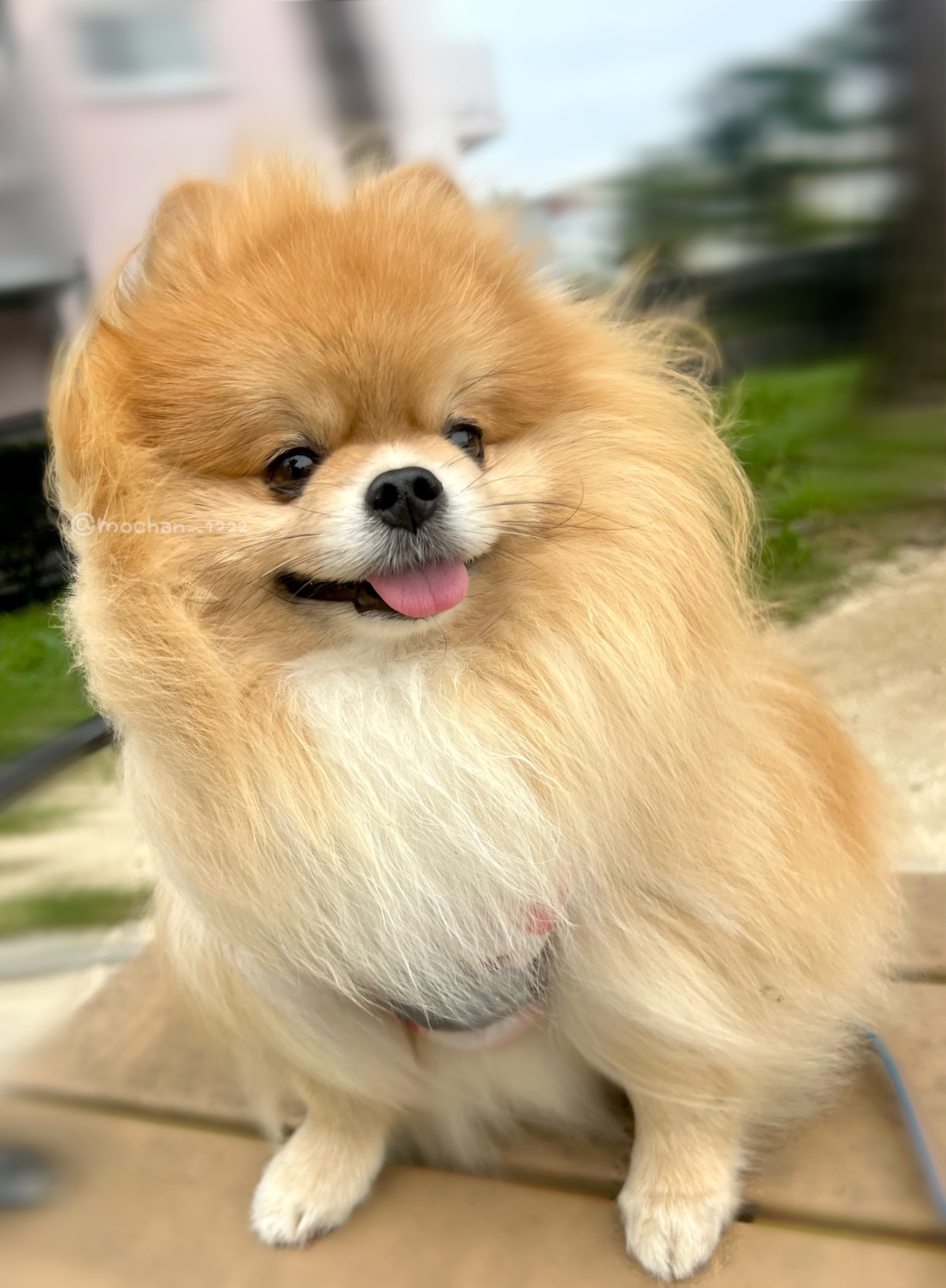 がちょん　ポメラニアン柄 ぼく、ポメラニアンのぽんちゃん！ on X: 