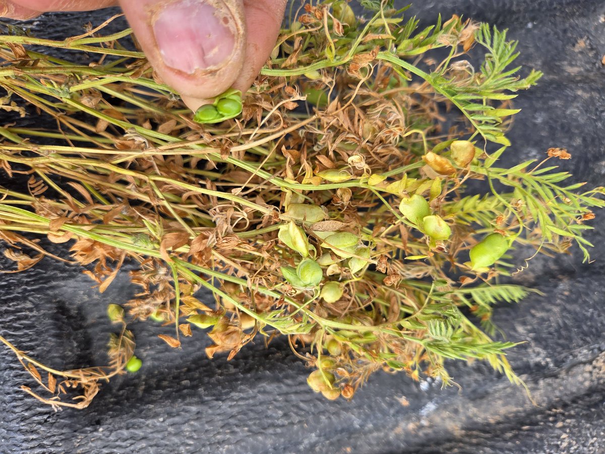 agbyte_leet's tweet image. Plenty of new lentil growers across AUS, some excellent looking crops in WA.  I&apos;ve been thru Central Yorke Pen yesterday, amazing looking bulk considering the condensed growing season.

These photos near Balaklava, SA. 145mm GSR with 27mm since Sep 1st.  Messy crop, poor ARG…