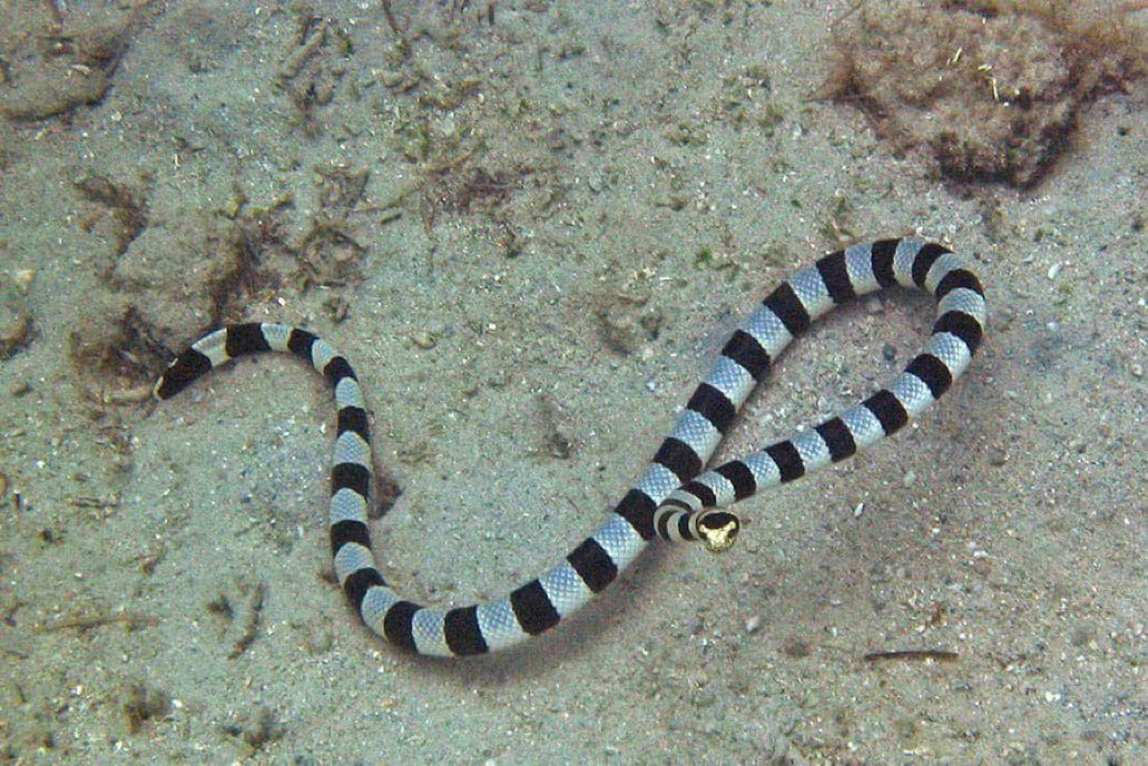 Zack Perez tweet media