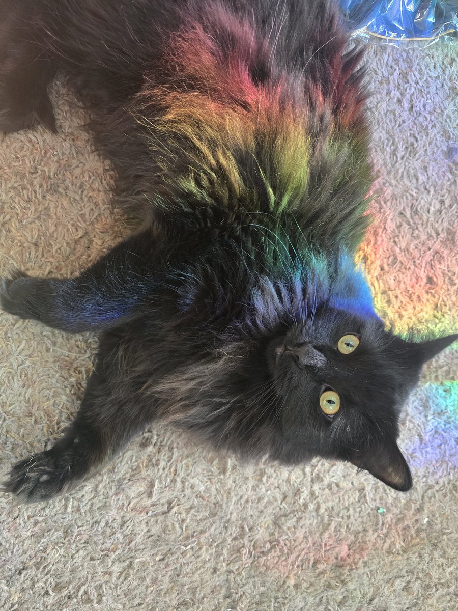 _Lumiore's tweet photo. Hes a full real cat now! https://t.co/j5JUYhqys5