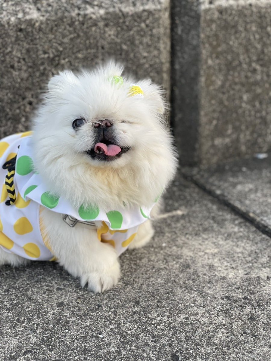 はるぴこ ルピコ