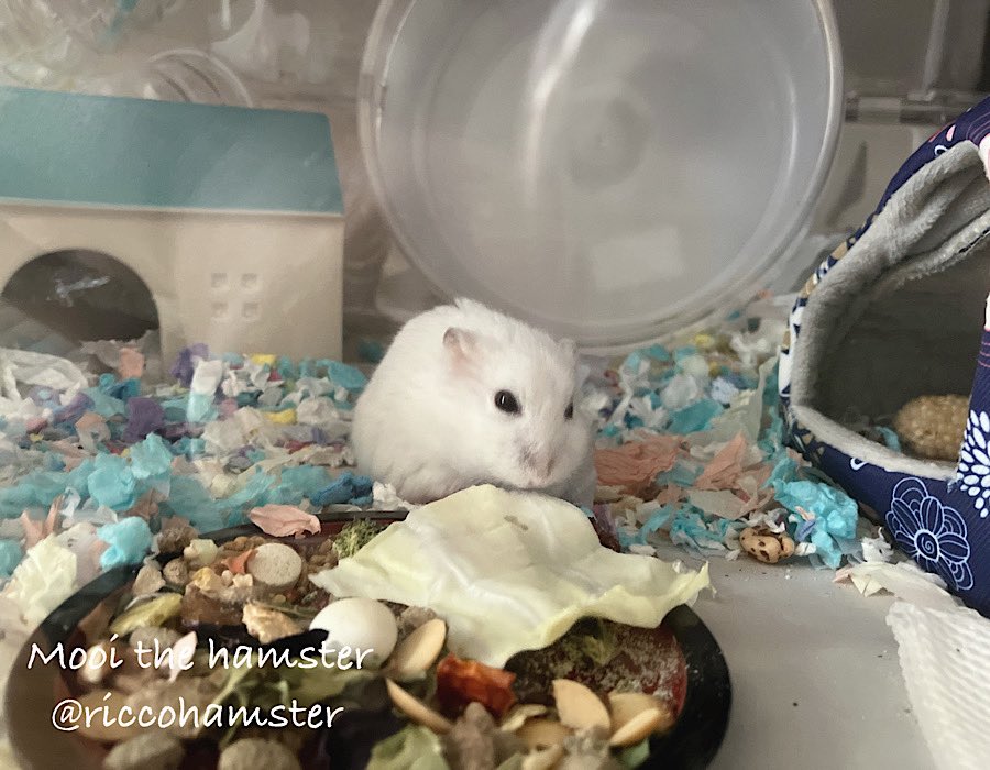 おはようございます。
おっきいキャベツ、これ全部ボクの。 
 #ハムスター  #mooi