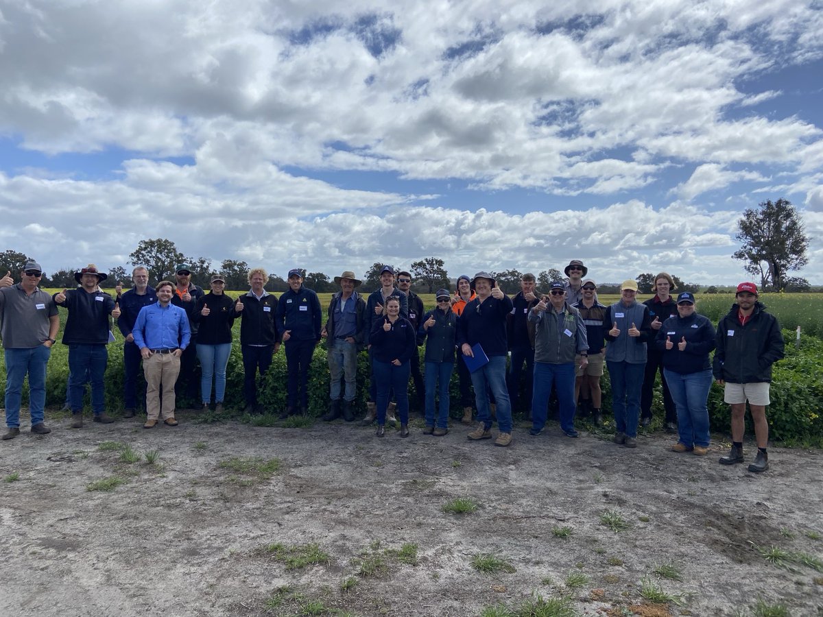 At the Southern Dirt field day, the new arrowleaf cv. Hamelin2 at Jingalup was given the thumbs up