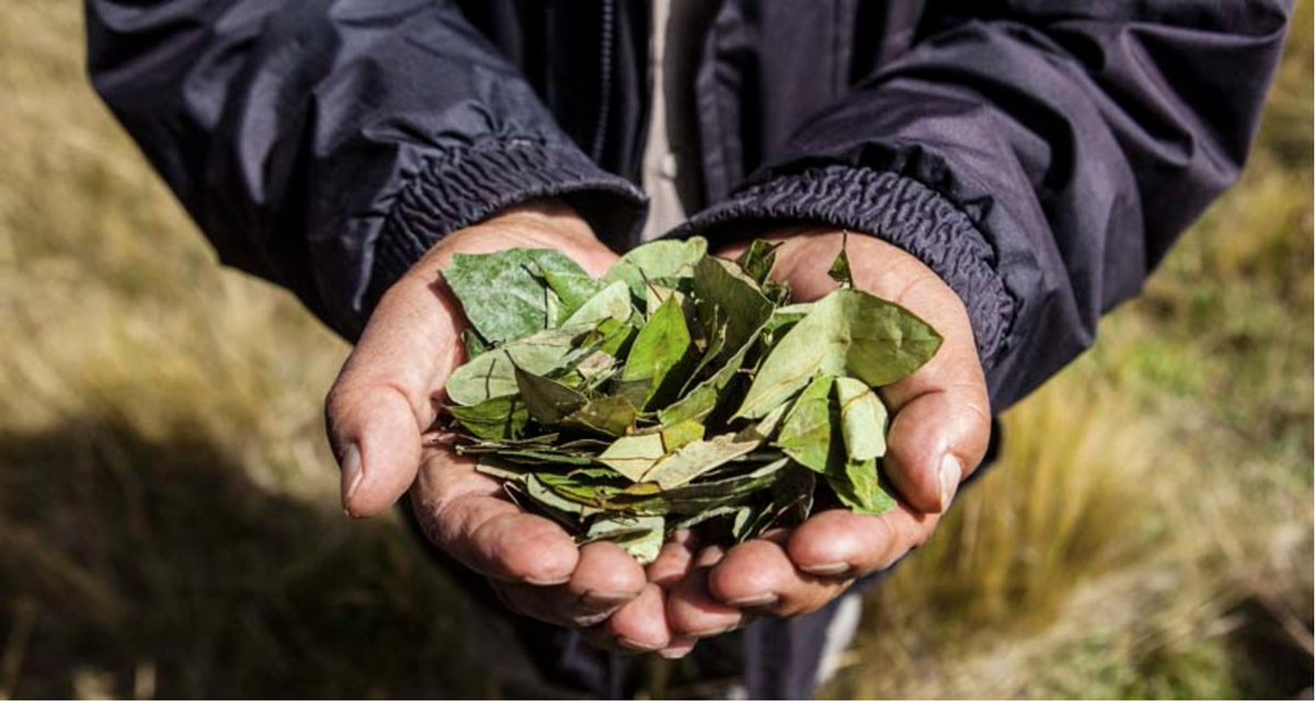 panoramical.eu/peru/oro-y-hoj… La planta, oriunda en los Andes centrales, se traía desde Perú y Bolivia, donde su uso era ritual y medicinal; es originaria de ambos países andinos.