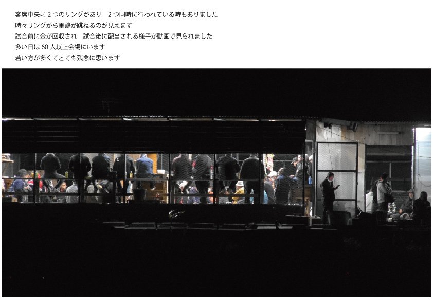 クックハウスokinawa～闘鶏で傷つき捨てられた鶏達の生きる場所～ tweet media