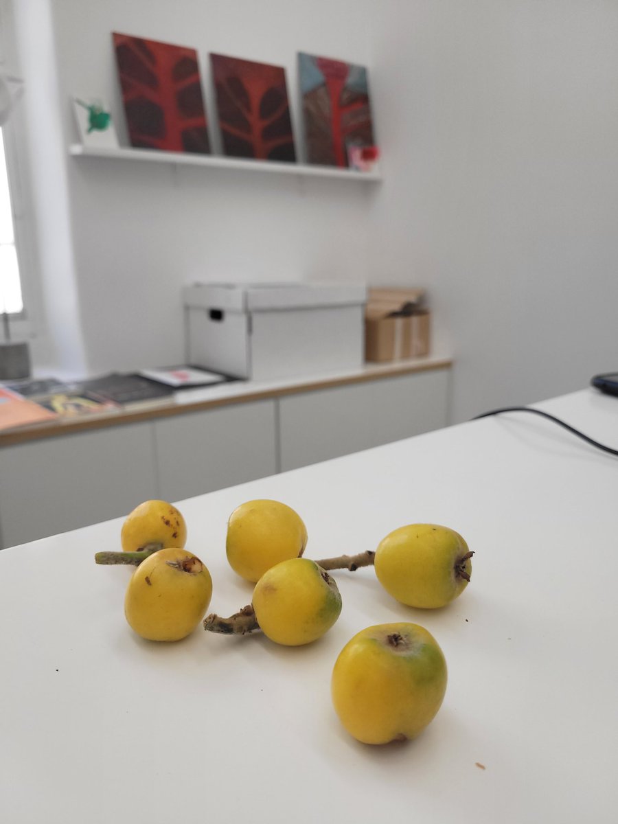 Necesito un mapa de los nísperos de la ciudad, como existe con los jacarandaes. Arrancó la temporada de cosecha callejera.