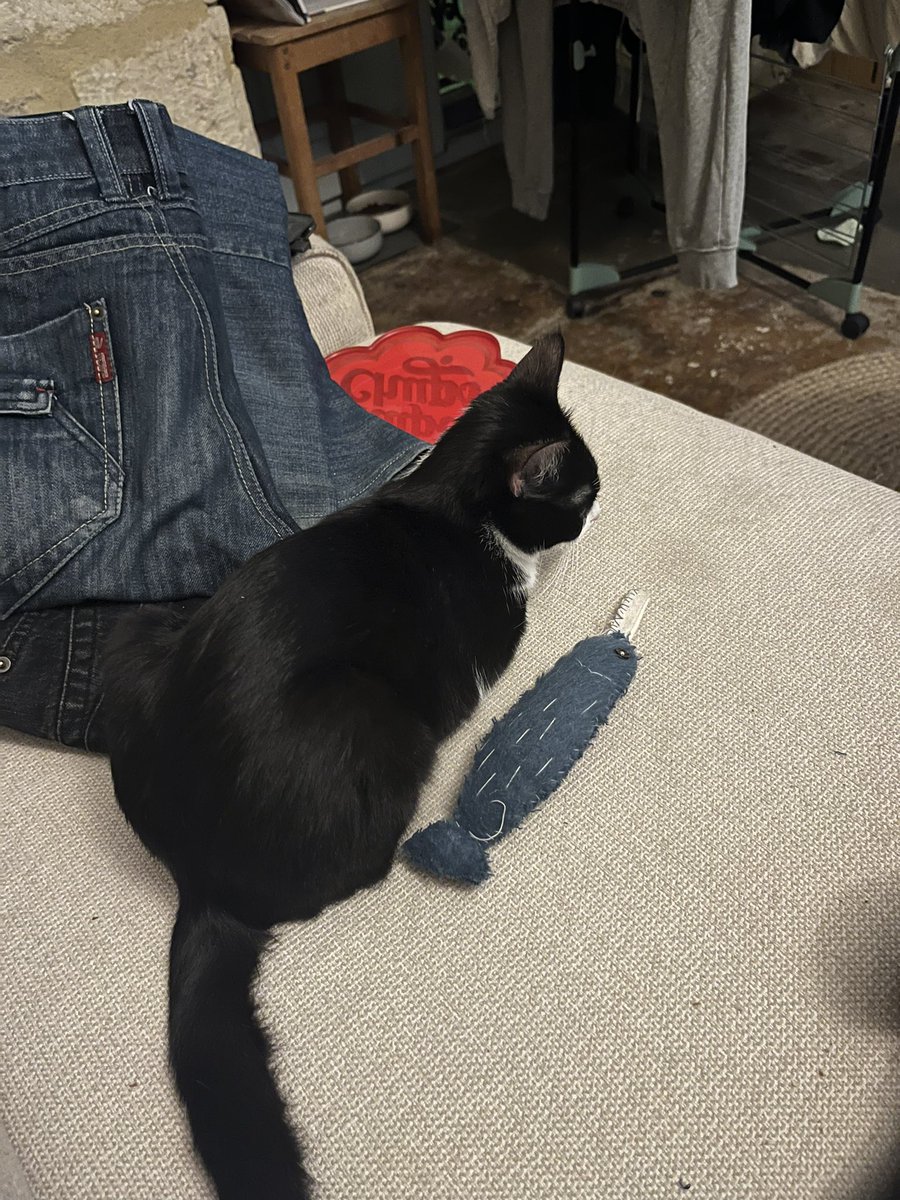 ki_aucube's tweet photo. (le poisson fait sa taille) (elle a sa taille adulte) https://t.co/PA8ul6aKR5