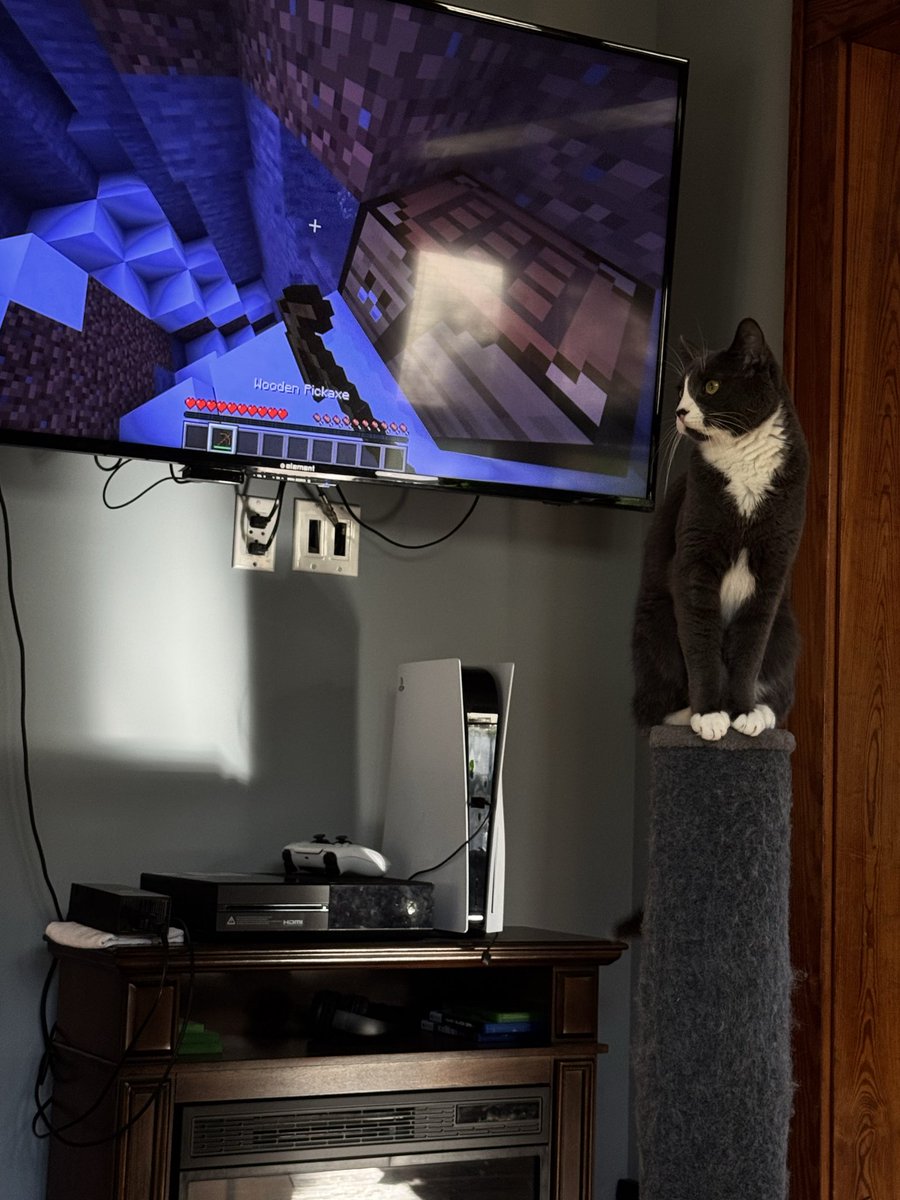 MadDawg906's tweet image. Steve’O Watching Minecraft 😂❤️😊😸
#Minecraft #MinecraftJava #Cats #MinecraftBedrock #FurBabies #SillyCats #CoolCats #CuteCats #BlowThisUp @Minecraft