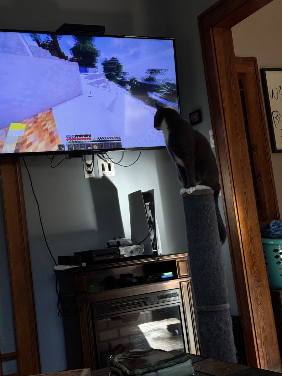 MadDawg906's tweet image. Steve’O Watching Minecraft 😂❤️😊😸
#Minecraft #MinecraftJava #Cats #MinecraftBedrock #FurBabies #SillyCats #CoolCats #CuteCats #BlowThisUp @Minecraft