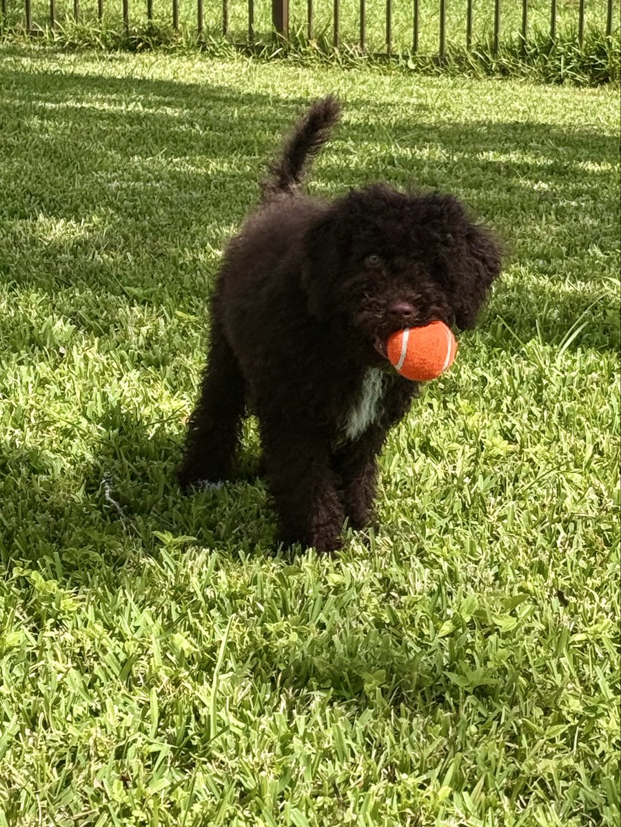 I forgot how having a puppy is like having a baby! 😂 But Murphy is settling in nicely❣️ #MurphythePWD #portuguesewaterdog  #pwd #puppy