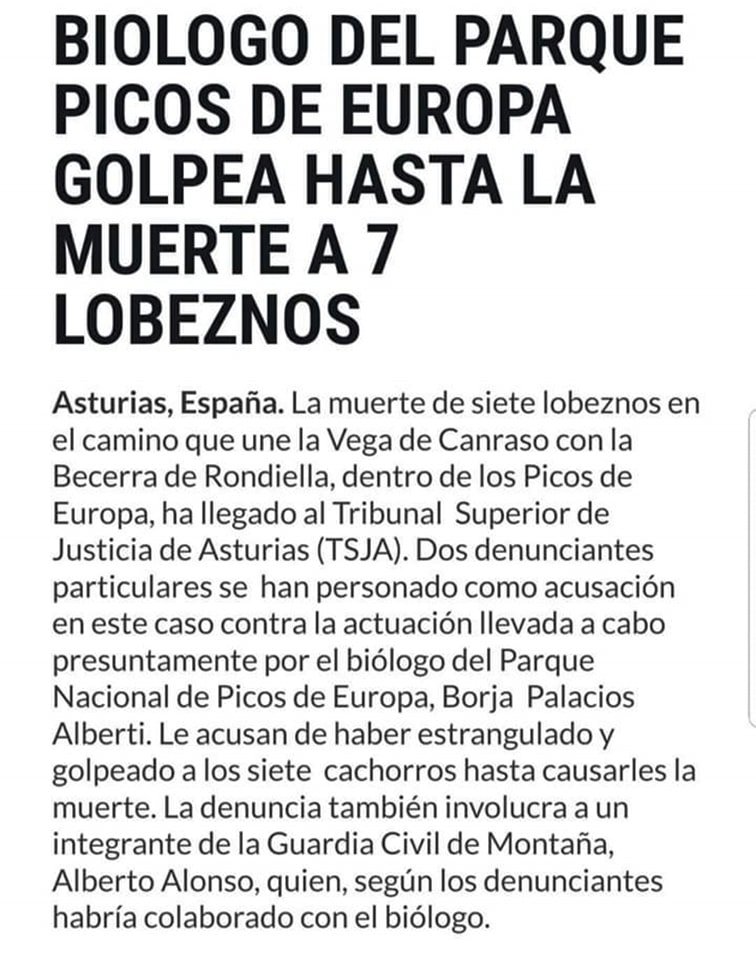 Hoy es buen día para recordar que en el Parque Nacional de Picos de Europa, se han llegado a matar a #lobeznos a golpes y que este ha sido el "funcionamiento" habitual en nuestros espacios protegidos.