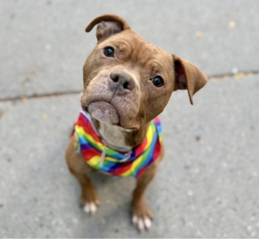 BeeDoDoobieDo's tweet photo. 🍁Maple Honey #49DaysInShelter
#UntoldTails 💙 #HiddenDevotion 💛#DiamondDog
🍁Maple Honey is a big bundle of energy in a small package. He's always excited to go out for a walk, maybe jump up for attention, but it's always with the sweetest of intentions🍁Treats are definitely his jam. 🍁This sweet little man needs a loving person who has the time, attention and patience to refine his doggy manners. He is a willing student🍁
https://t.co/IlJqYreGJP at Manhattan ACC