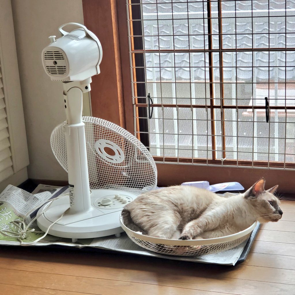 38761TK's tweet image. おはようございます😄
まだ暑さは残ってますが夏物を少しづつ片付けなければと扇風機を一つだけ掃除。カバー、羽を外し洗って乾かしてたら、、
ありゃま、イチゴにはベッドに見えたのね🤭
熟睡だから片付けは後にしました。
今日も宜しくお願いします😽💕
#猫と暮らす幸せ