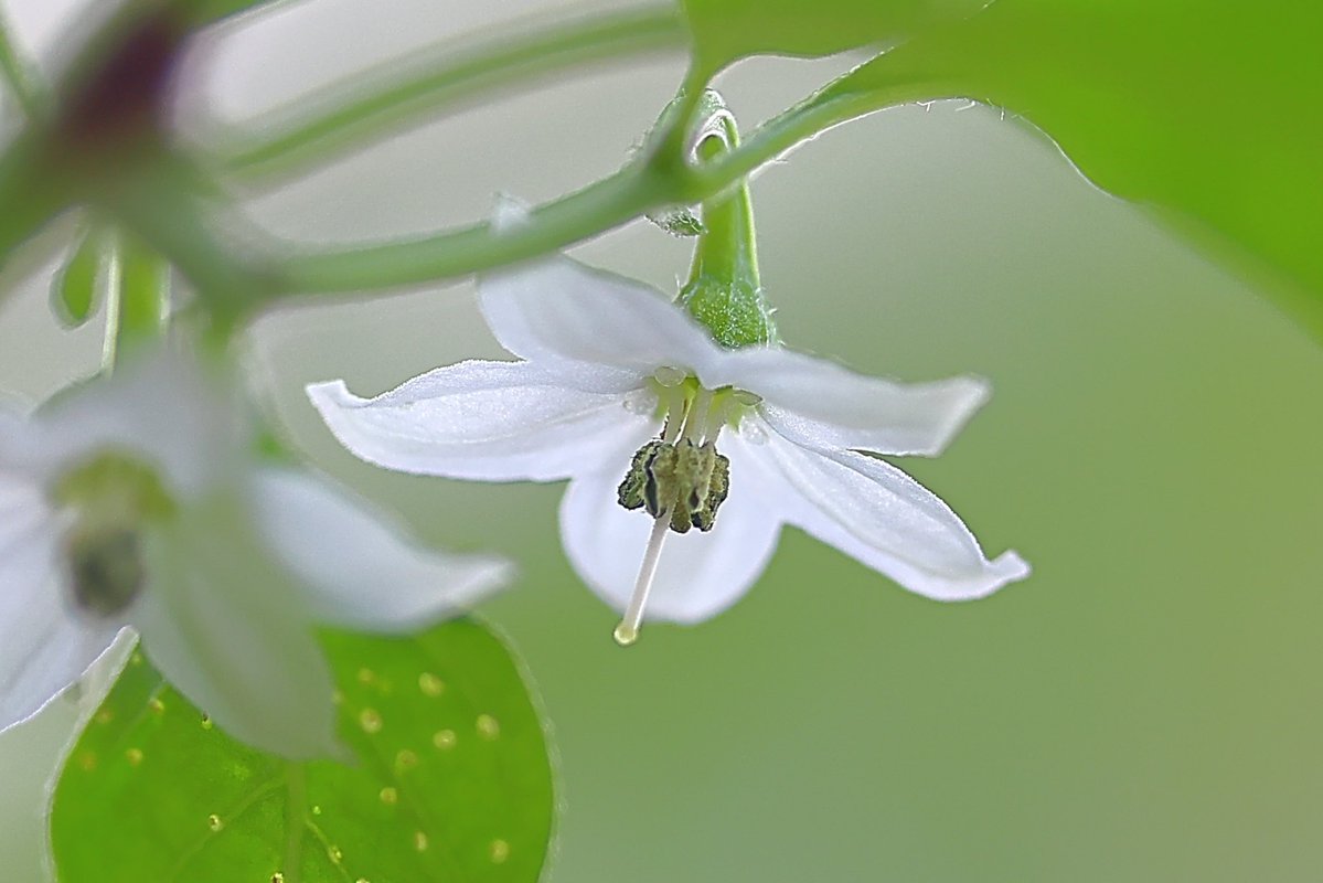 FortuneLook's tweet image. トウガラシの花🌸激辛の実からは🌶️かけ離れた☄️可愛い花です☺️
   #花好きな人と繋がりたい  #花が好きな人と繋がりたい #キリトリセカイ 
#写真好きの人と繋がりたい