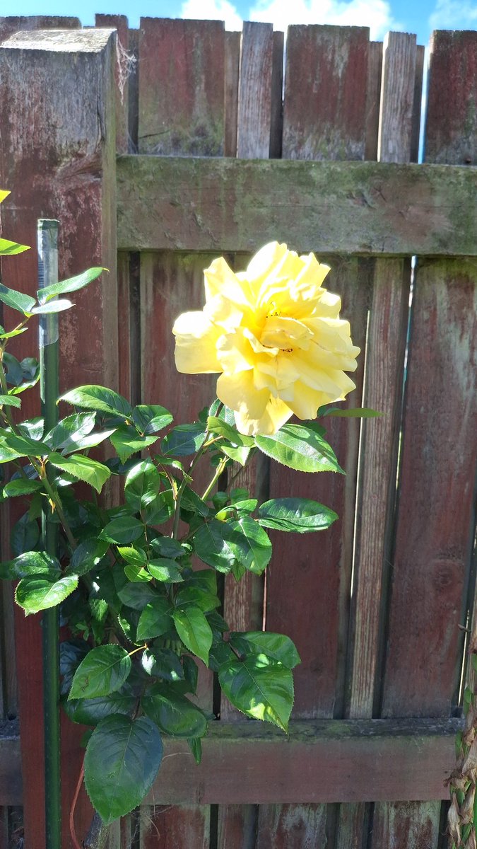 Clarissa tweet media