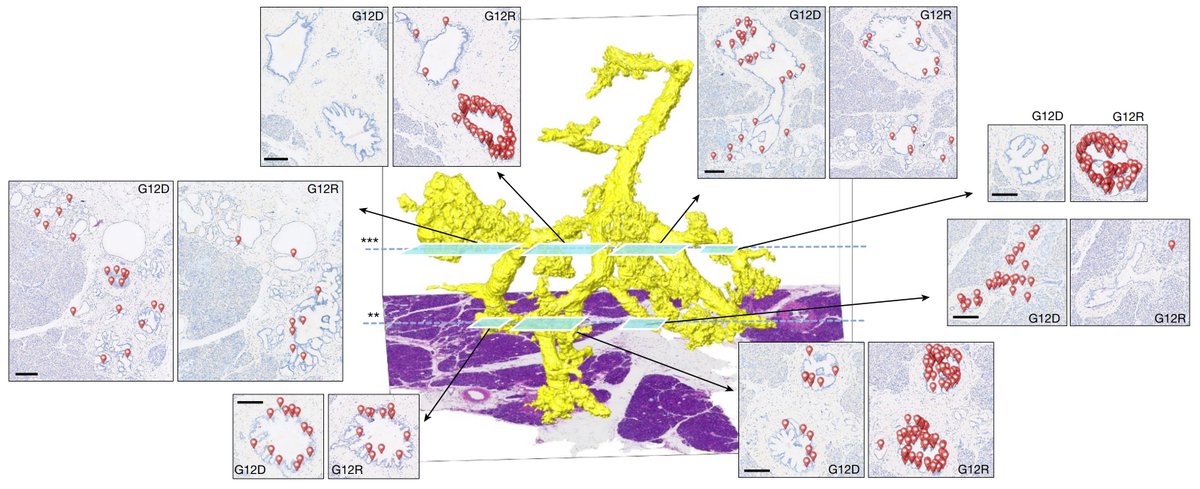 Samuel Hume tweet media