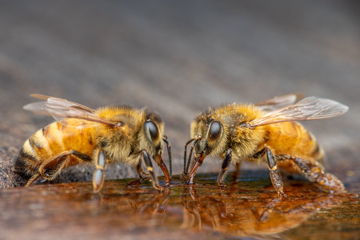 beebuiltsupply's tweet image. Even bees know the importance of a good drink before the cold sets in. Stay fueled, stay buzzing.

#BeeBuilt #BeeCommunity #BeeKind #BeekeepingLife #Pollinators