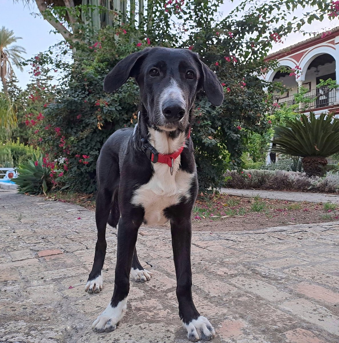 #IMAN
Nuestro bellísimo cachorrete mestizo de mastín busca hogar responsable y comprometido, quieres ser tu ?
adopcion.lasanimal@gmail.com