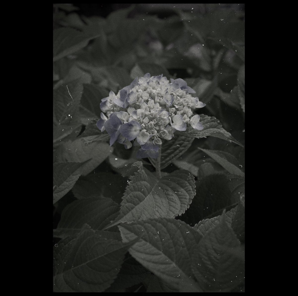 kikutaroid's tweet photo. 記録
#街歩き
#scene
#花 #flower
#植物 #plants
#路傍 #roadside
#pentax #pentaxk30 #k30 #k_mount
#smc #smcpentaxfa #pentaxfa35f2al #singlefocuslens #aflens
#lightlyretouched #filtereffects
#rnifilmsapp #snapseedapp https://t.co/3MKLcrraqA