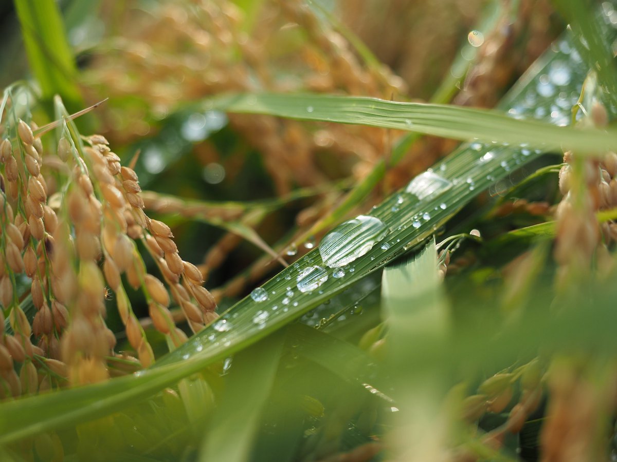 new_one178cam's tweet image. 雨上がりも撮影チャンス
赴くままに📸
#MFT