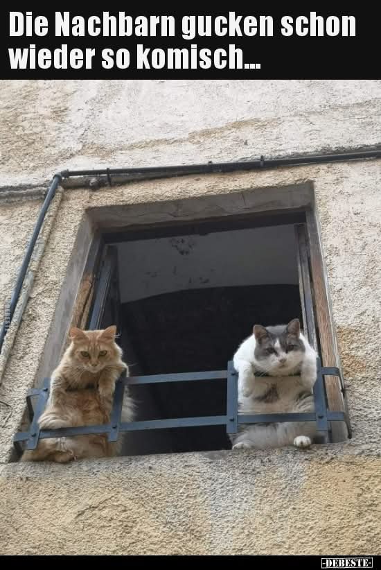 Mihokitzune Ceo of flauschigkeit (@mihokitzune) on Twitter photo 