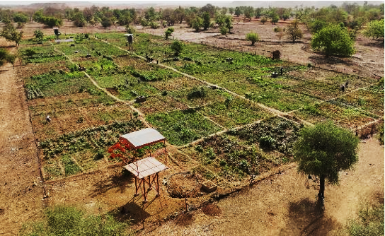 Orezone’s Market Gardens program is cultivating lasting change near Bomboré.
Developed land, onsite water, and agricultural training enable resettled communities to grow, sustain, and sell their own crops — fostering independence beyond mining.
#OrezoneGold #ESG #Mining