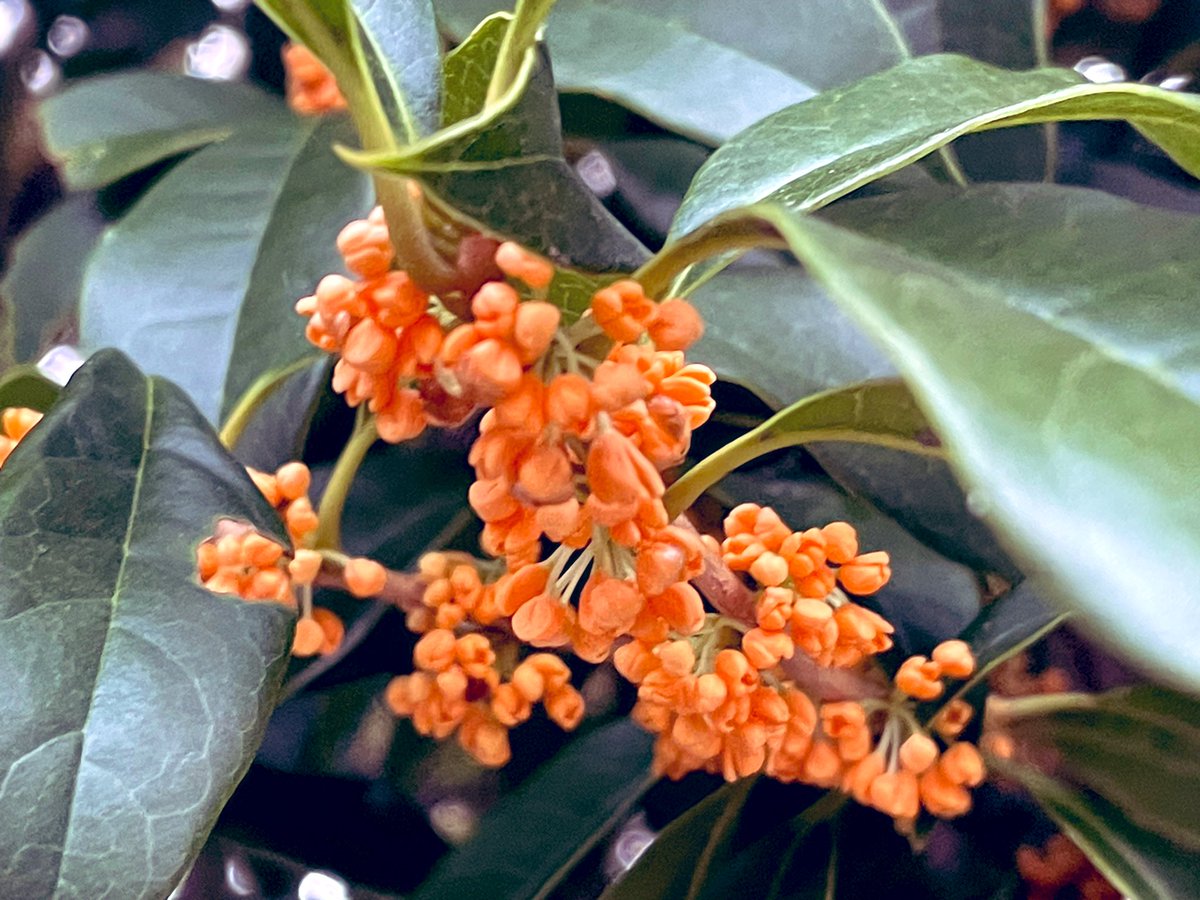 日本で金木犀の香りが10月上旬に本格化