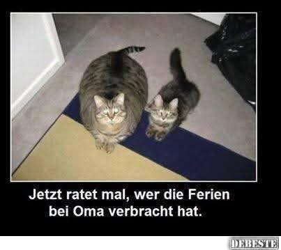 Mihokitzune Ceo of flauschigkeit (@mihokitzune) on Twitter photo 