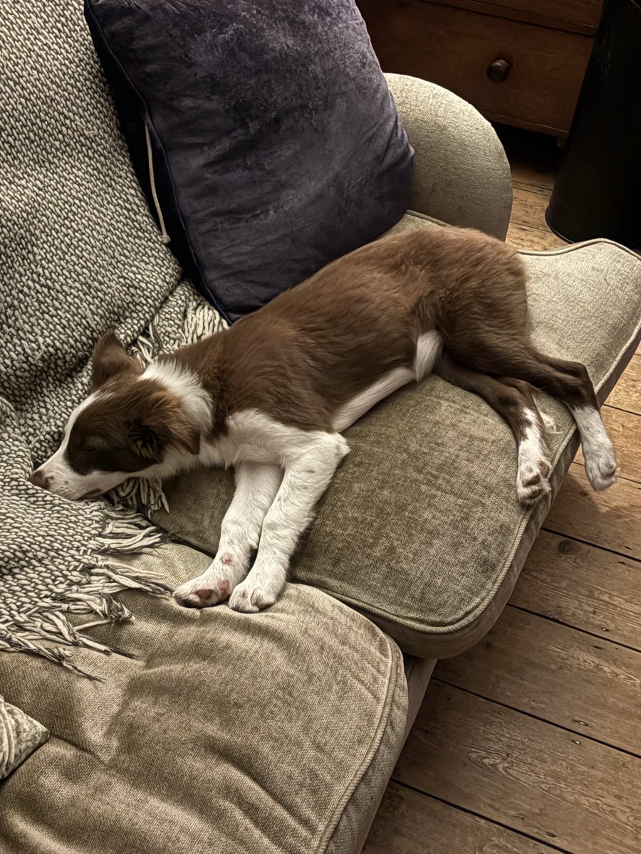 PipTheBorderCollie tweet media