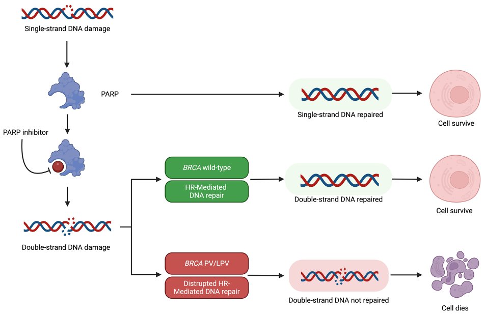 RobertoBoreaMD's tweet image. Managing #breastcancer in young #BRCA carriers women is uniquely complex. Our review highlights the critical need for a personalized, multidisciplinary approach to optimize treatment, long-term outcomes, and toxicities
➡️pmc.ncbi.nlm.nih.gov/articles/PMC12…
@matteolambe @Lucarecco