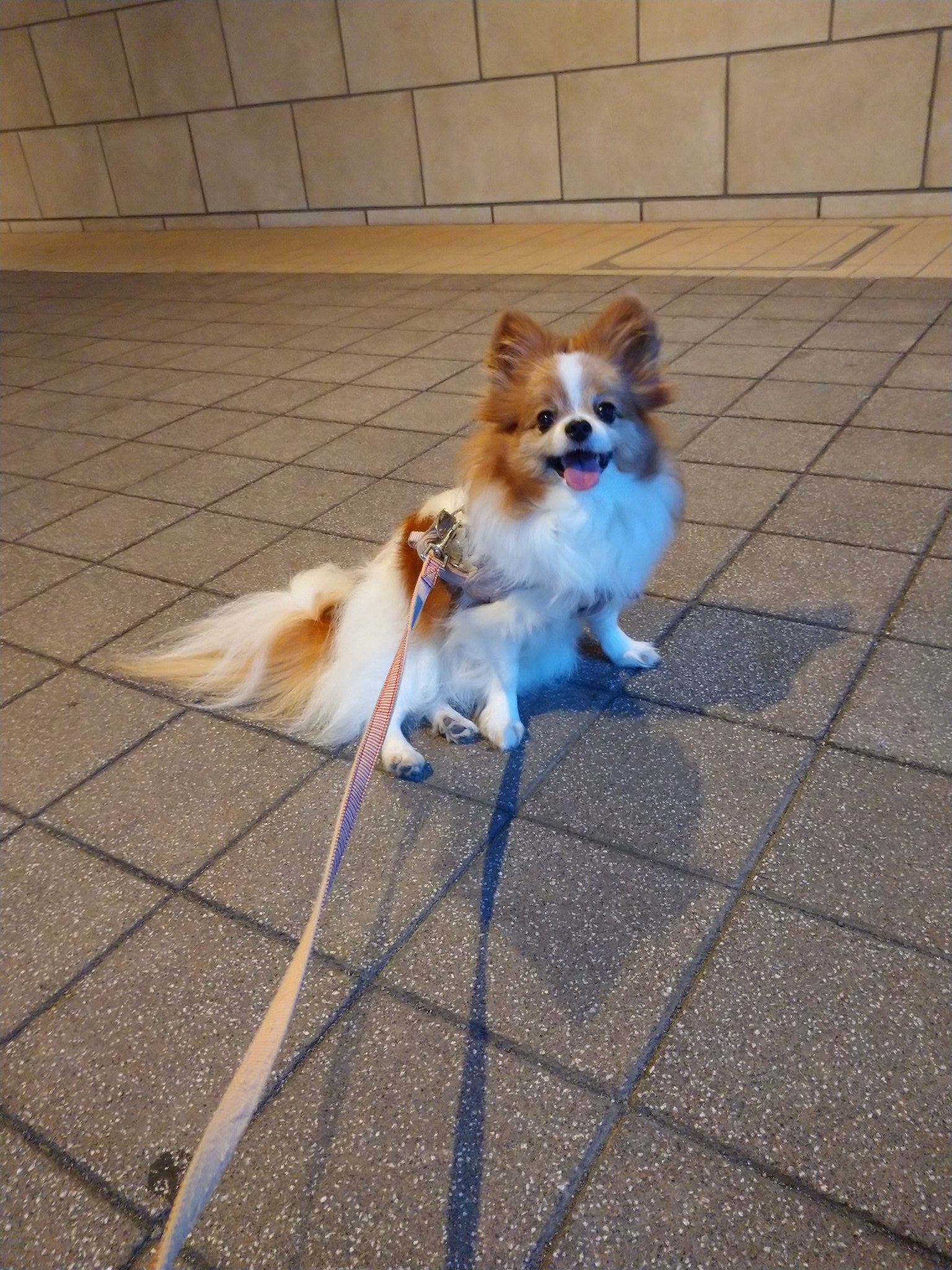 ハローキティ 子犬の散歩 パピヨン ハローキティ 子犬のお散歩 パピヨン