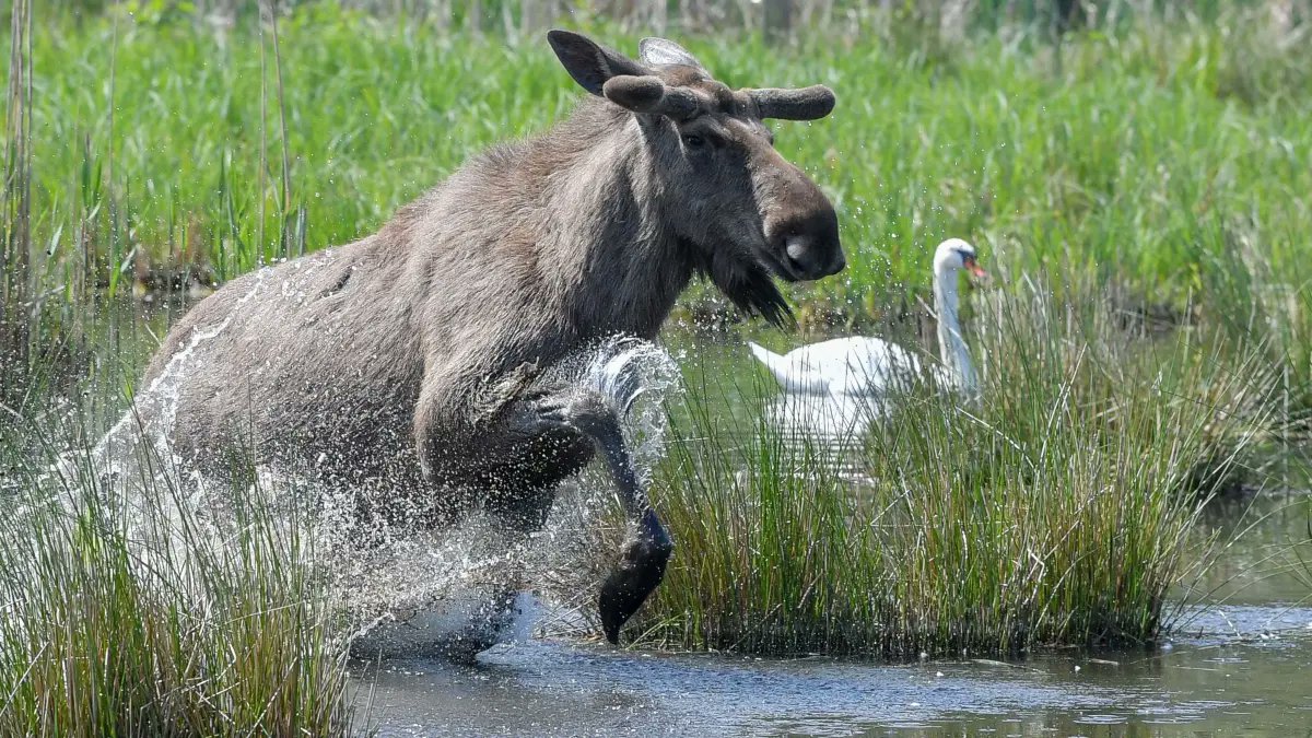 SWPde_bot's tweet image. #Kinzigtal #Oberwolfach #Oberharmersbach Ungewöhnliche #Entdeckung: Elch sorgt für Aufsehen im #Schwarzwald - Vorsicht geboten swp.de/baden-wuerttem…