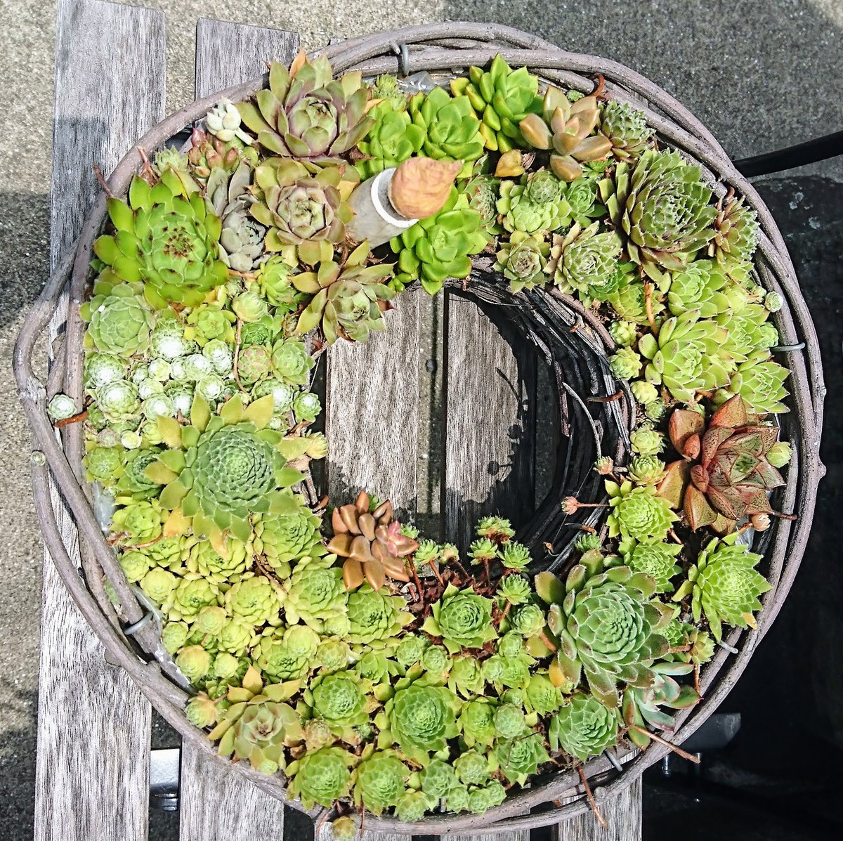 センペルビウム - Search / X