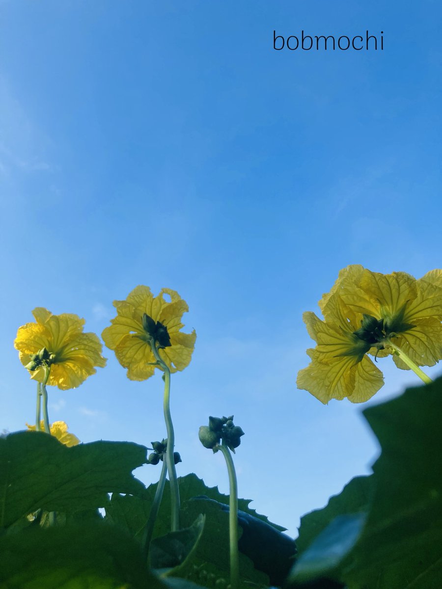Bobmochi17148's tweet image. おはようございます♪
今日も良い1日でありますように..

★次々咲いている糸瓜の花
↓永遠に若く         #Alphaville
oyogetaiyakukun.blogspot.com/2020/12/foreve…