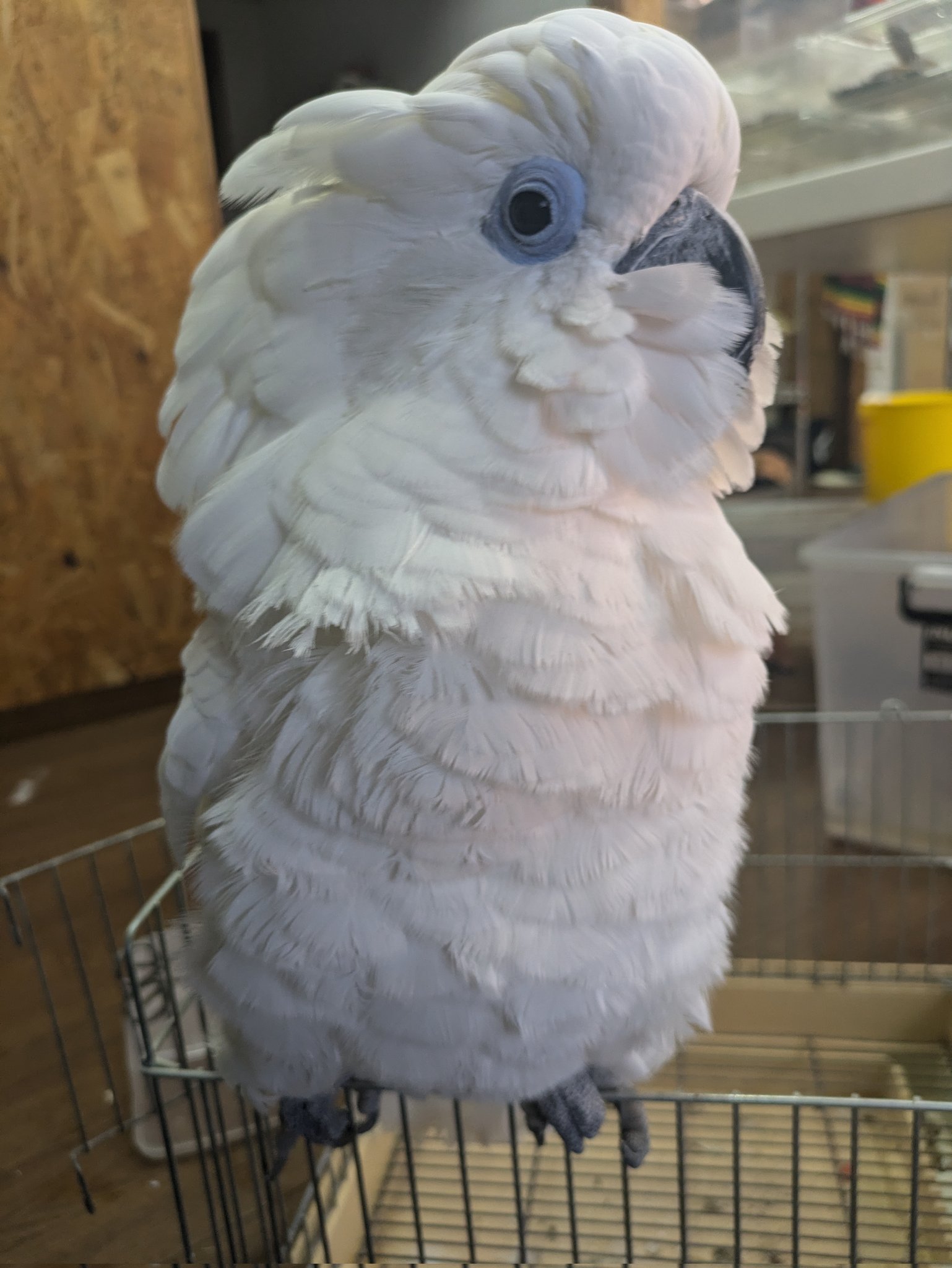 ももれおんページ ももれおん😺 (@momoleon2357) / X