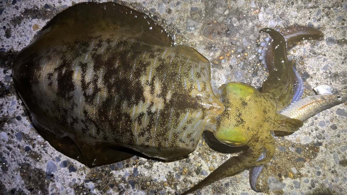 kaonashi_papa's tweet image. カワハギ船で数が釣れず、消化不良を補うため #エギング を！深場でエギをしゃくった後、潮に流して…ドン！
なんと横浜で自己記録の810gを釣れた。少しずつキロオーバーが近づいてきた！