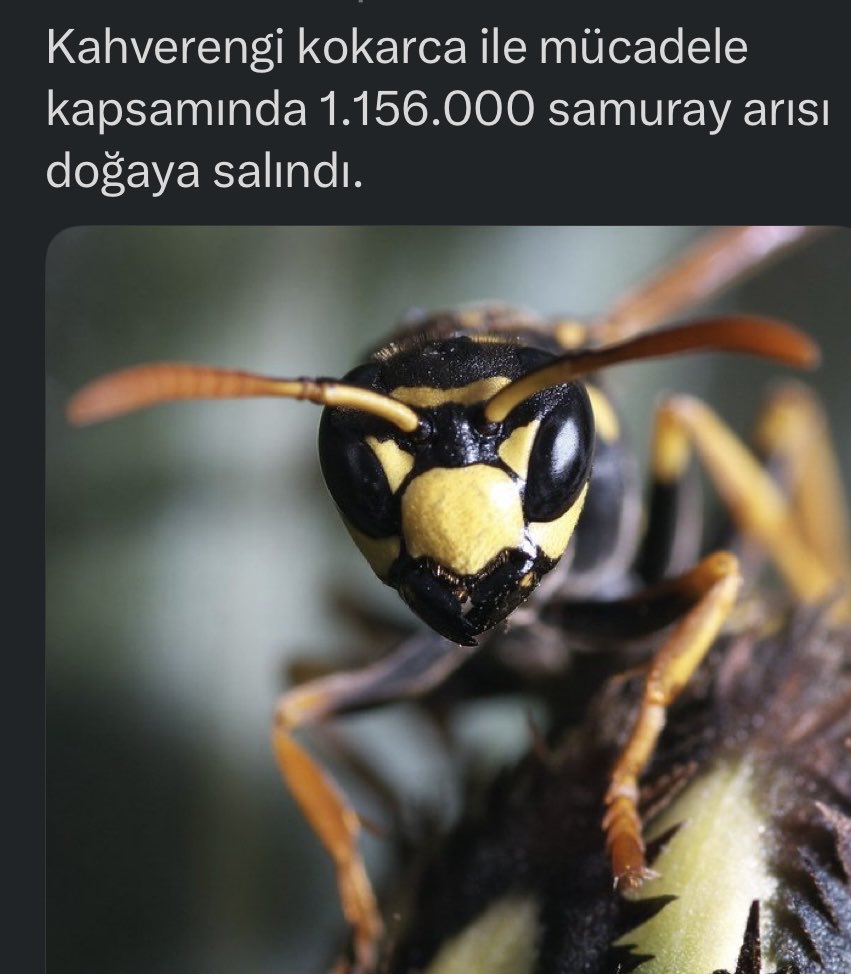 Yasemin tweet media