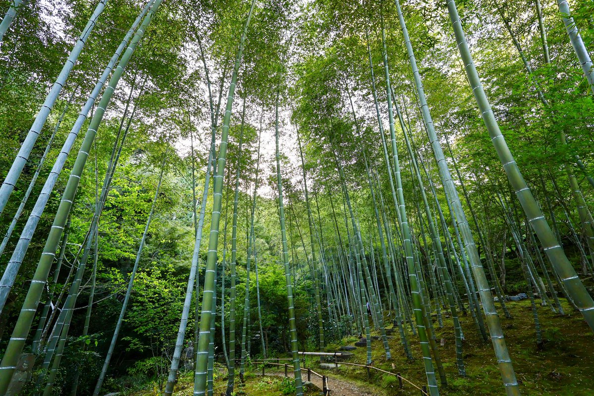 【未開封】丸久小山園 「青嵐」＋山政小山園「小倉山・先陣の昔」　4点セット まこ 社寺めぐり on X: 