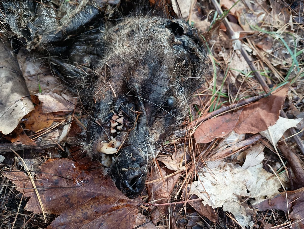 biggestnate's tweet image. Dead animal on my hike today. Fisher I think. What do you think?