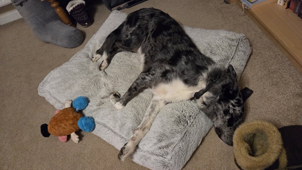 Scruffy Border Collie tweet media