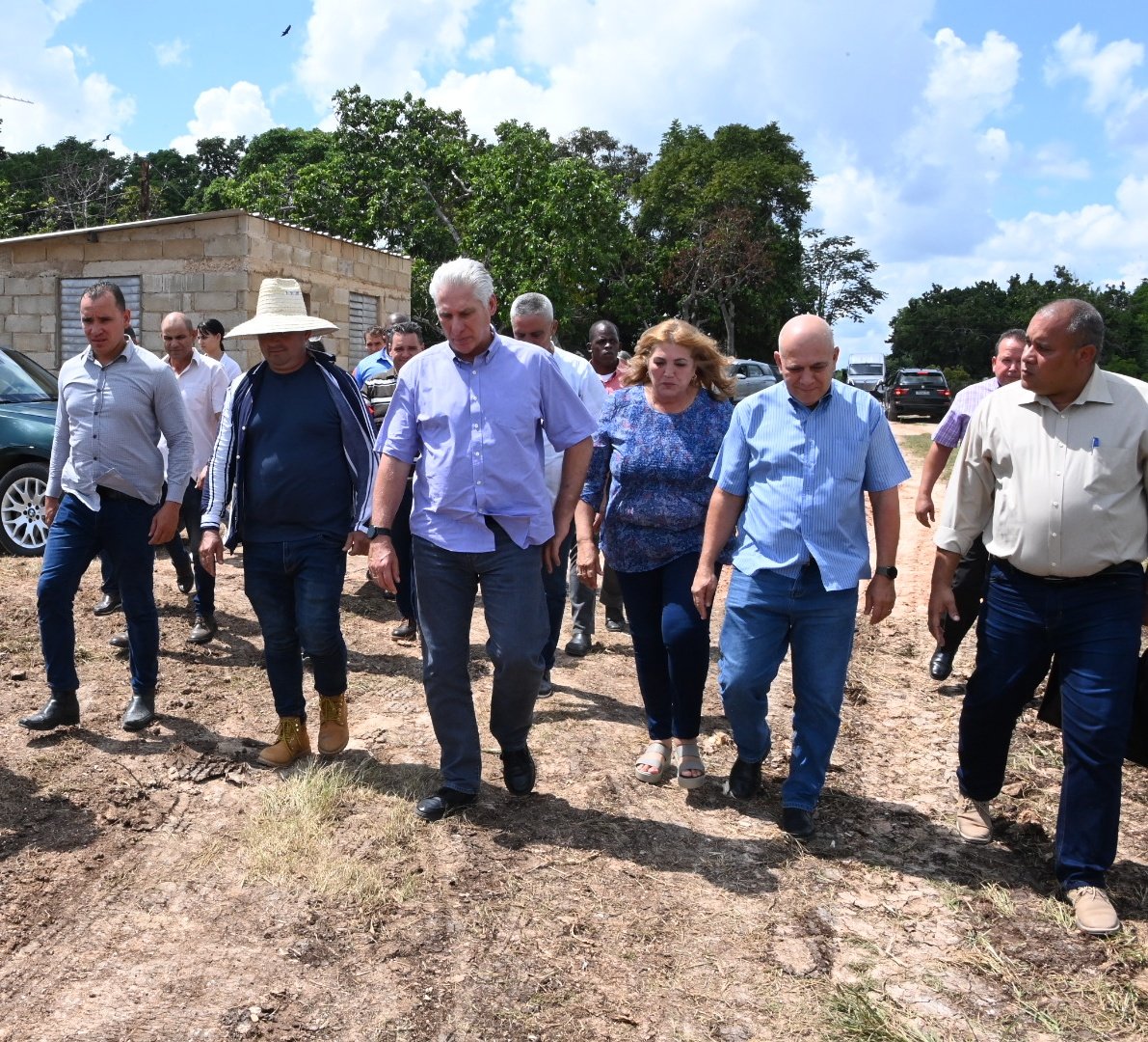 Presidencia Cuba 🇨🇺 (@presidenciacuba) on Twitter photo 🇨🇺| Ya en horas de la tarde, en el municipio espirituano de Jatibonico , el presidente <a href="/DiazCanelB/">Miguel Díaz-Canel Bermúdez</a> visitó la finca "La Belkys", que pertenece a la Unidad Básica de Producción Cooperativa "Argelio Calderón", de la Empresa Agroindustrial Azucarera "Uruguay".
🧵 🇨🇺| Ya en horas de la tarde, en el municipio espirituano de Jatibonico , el presidente <a href="/DiazCanelB/">Miguel Díaz-Canel Bermúdez</a> visitó la finca "La Belkys", que pertenece a la Unidad Básica de Producción Cooperativa "Argelio Calderón", de la Empresa Agroindustrial Azucarera "Uruguay".
🧵