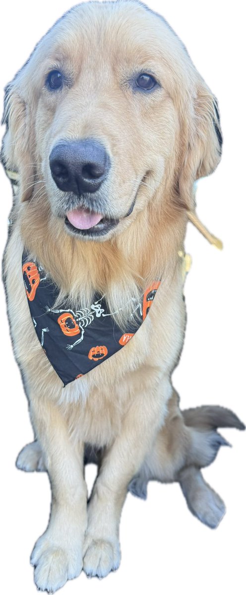 craiGo574's tweet image. Gator says have a spooky October 👻🎃