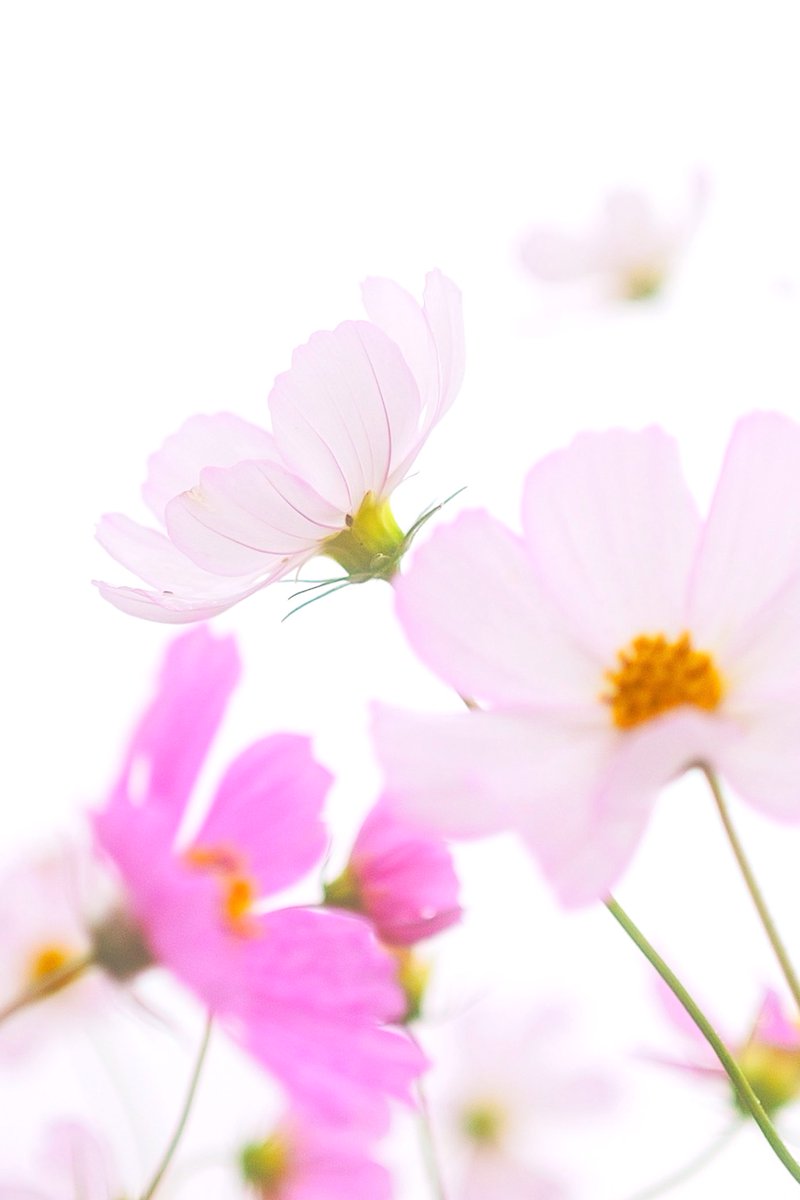 rog_flow's tweet image. おはようございます