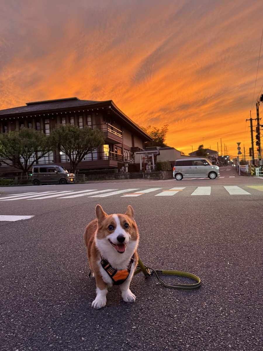 きのうの夕方のお散歩の時撮りました🙂すごい空😮