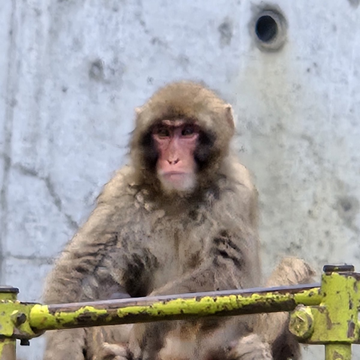 Pr9DgkYH6613291's tweet image. 茶臼山動物園のさる山
最初の写真がお気に入り😊
#長野市茶臼山動物園
#ニホンザル
#さる山
2025.9.17