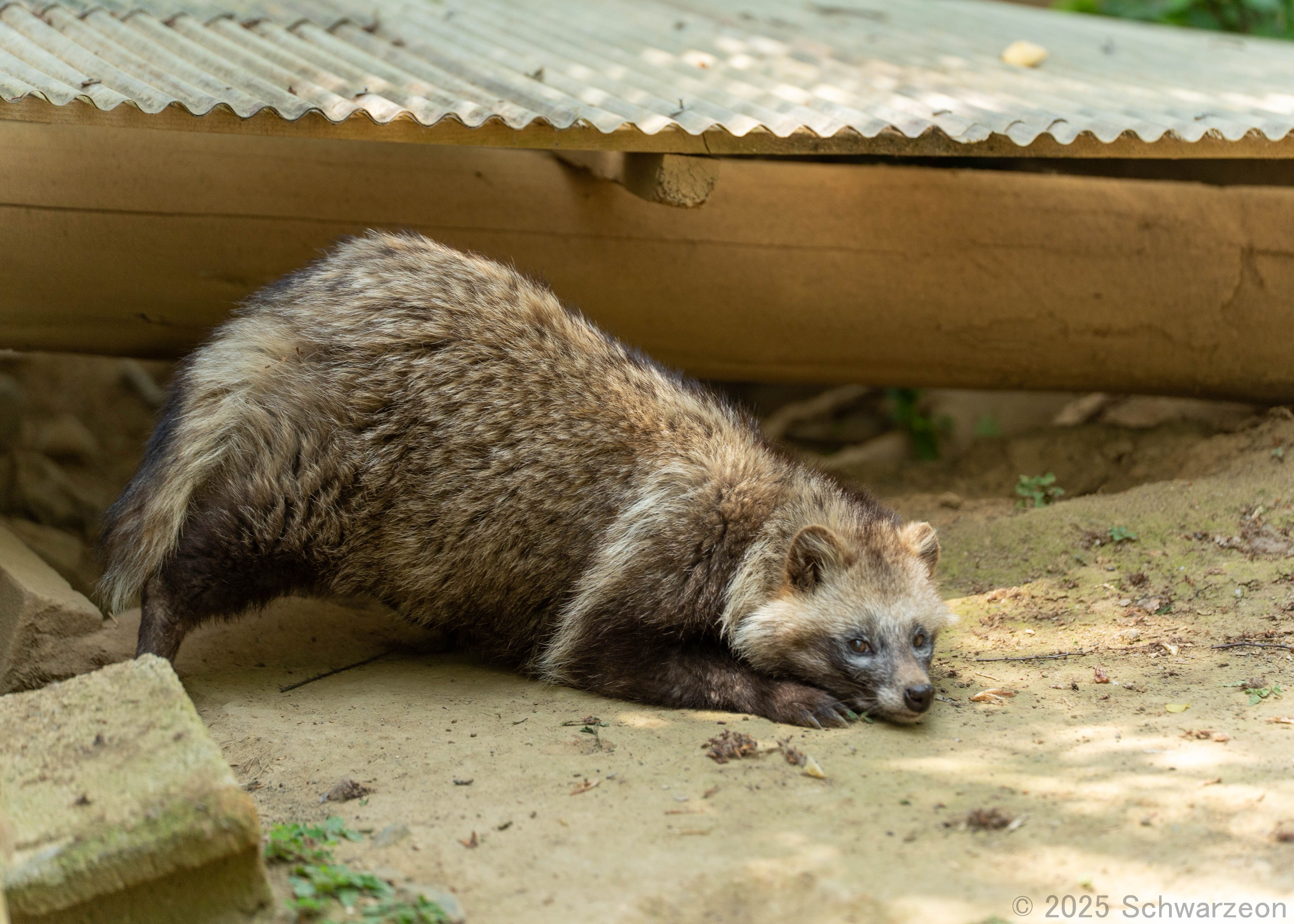 たぬきた 折りたたみ合皮ミラー ふたり タヌキとキツネ: キャラクター