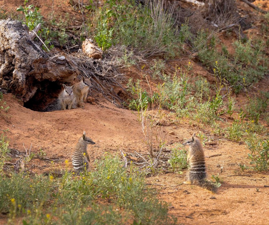 awconservancy's tweet image. Adorable news from the bush! NSW has baby Numbats, and lots of them! 

Seven juveniles were spotted at Scotia Wildlife Sanctuary and Mallee Cliffs National Park, where we work in partnership with NSW National Parks.

More 👉 australianwildlife.org/news-and-resou… 

📸 J Kern, B Leue / AWC