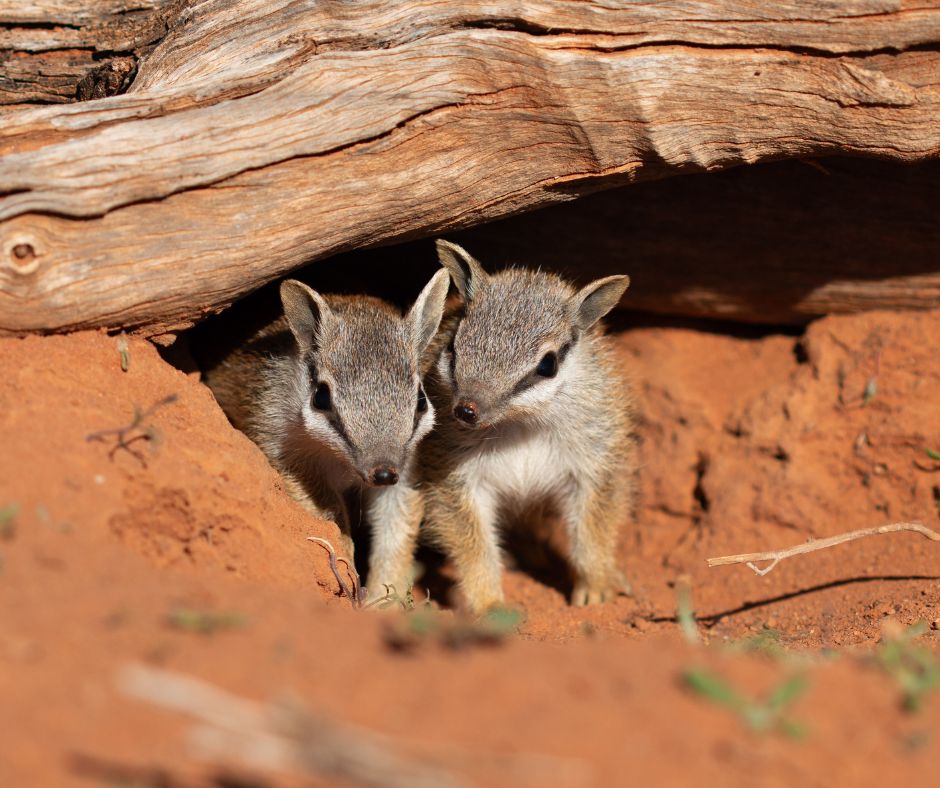 awconservancy's tweet image. Adorable news from the bush! NSW has baby Numbats, and lots of them! 

Seven juveniles were spotted at Scotia Wildlife Sanctuary and Mallee Cliffs National Park, where we work in partnership with NSW National Parks.

More 👉 australianwildlife.org/news-and-resou… 

📸 J Kern, B Leue / AWC