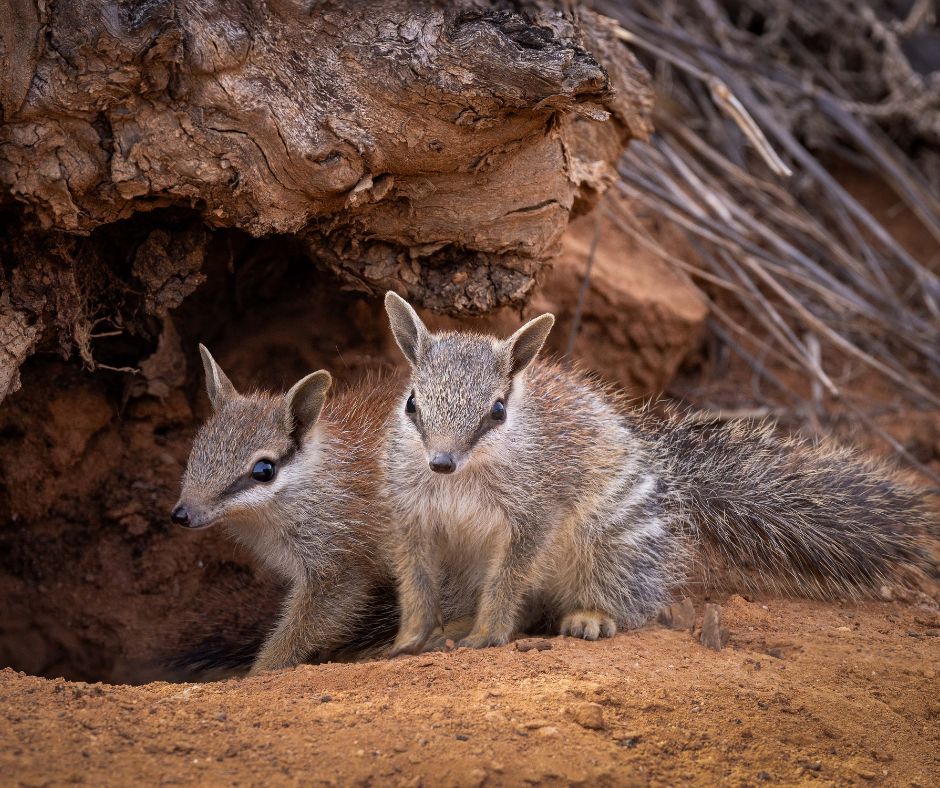 awconservancy's tweet image. Adorable news from the bush! NSW has baby Numbats, and lots of them! 

Seven juveniles were spotted at Scotia Wildlife Sanctuary and Mallee Cliffs National Park, where we work in partnership with NSW National Parks.

More 👉 australianwildlife.org/news-and-resou… 

📸 J Kern, B Leue / AWC
