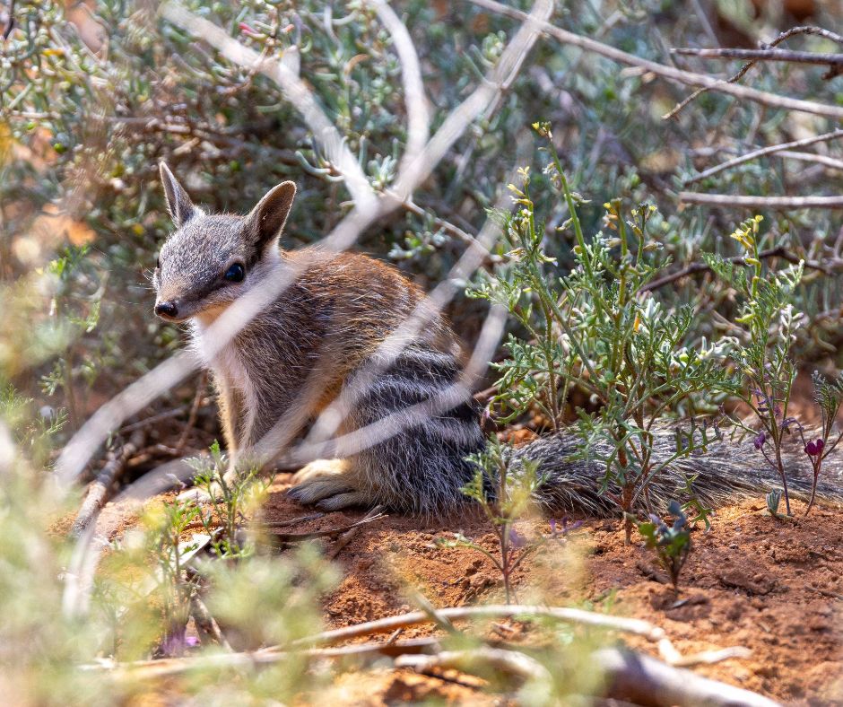 awconservancy's tweet image. Adorable news from the bush! NSW has baby Numbats, and lots of them! 

Seven juveniles were spotted at Scotia Wildlife Sanctuary and Mallee Cliffs National Park, where we work in partnership with NSW National Parks.

More 👉 australianwildlife.org/news-and-resou… 

📸 J Kern, B Leue / AWC